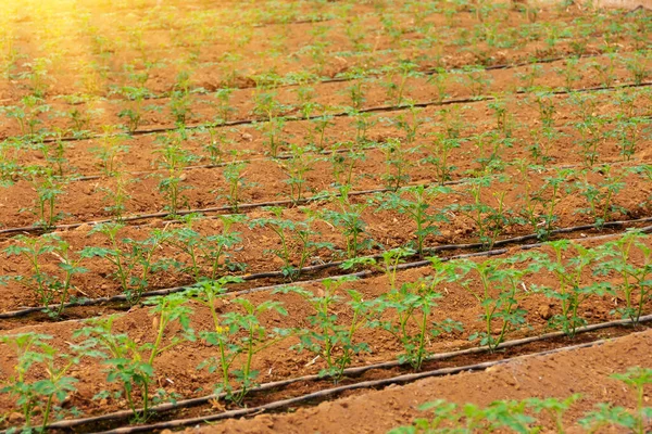 自動水を装備した列に植えられたトマトの若い苗 産業規模の成長する野菜 日光と光が温室を照らす — ストック写真