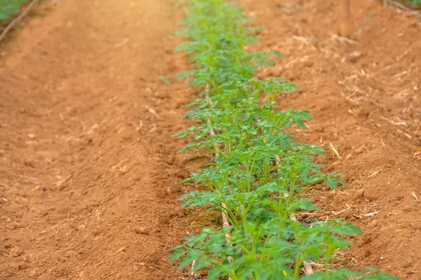 Νεαρά Φυτά Τομάτας Φυτεμένα Στη Σειρά Θερμοκήπιο Εξοπλισμένο Αυτόματο Πότισμα — Φωτογραφία Αρχείου