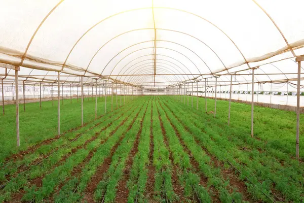 산업을위한 유기농 신선한 상추의 재배를위한 배경에 — 스톡 사진