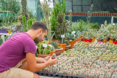 Bahçıvan adam elinde bir demlik tutuyor ve mammillaria kaktüsünün fidelerini inceliyor. Seralarda bitki ve çiçeklere bakmak ve büyümek.
