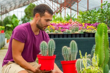 Genç bahçıvan, kaktüs Pachycereus pringlei ile kırmızı tencereler hazırlıyor. Bir serada bitki ve çiçeklerle ilgilenmek, bitki satmak. sanayi ölçeği