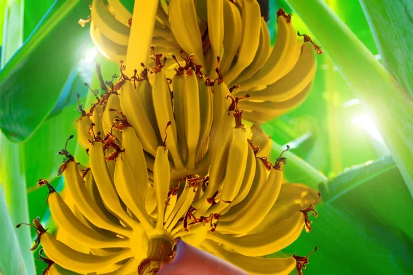 Érett Sárga Mini Banán Lóg Egy Faágon Szabadban Farm Banántermesztés — Stock Fotó