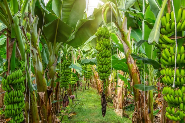 Κτηνοτροφίες Και Φυτείες Μπανάνας Μέσα Θερμοκήπια Χλόη Μπανάνας Καλλιεργημένο Βιομηχανική — Φωτογραφία Αρχείου