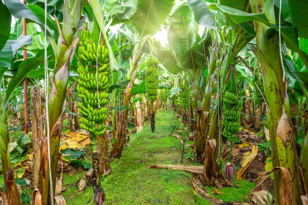 Κτηνοτροφίες Και Φυτείες Μπανάνας Μέσα Θερμοκήπια Χλόη Μπανάνας Καλλιεργημένο Βιομηχανική — Φωτογραφία Αρχείου
