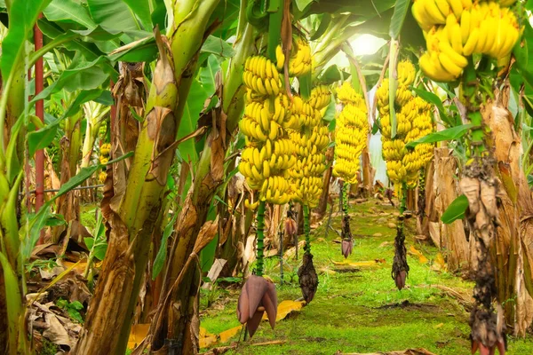 Ώριμες Κίτρινες Μπανάνες Κρέμονται Συστάδες Φυτείες Μπανάνας Βιομηχανική Καλλιέργεια Μπανάνας — Φωτογραφία Αρχείου