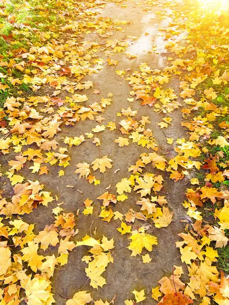 Autumn path lit by the sun and strewn with yellow golden maple leaves