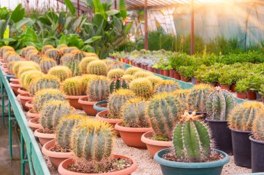 Büyük küresel kaktüsler ve serada yetişen diğer sulu bitkiler.