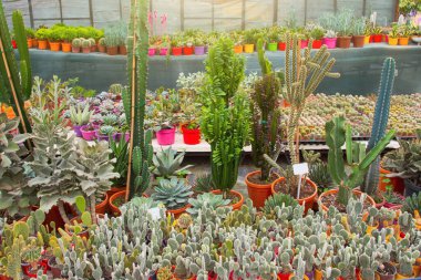 Euphorbia, kalanchoe, agave, dikenli armut, cereus echinopsis ve serada bitki yetiştirmek için daha birçok sulu kaktüs.