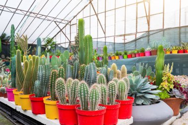 Cochal kaktüs Myrtillocactus, stetsonia, sera, sera endüstrisinde yetişen çeşitli çiftlikler. Satılık iş, seçim, ihracat