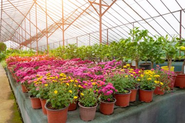 Asterlar ve kasımpatılar. Serada yetişen saksılarda çeşitli çiçekler.