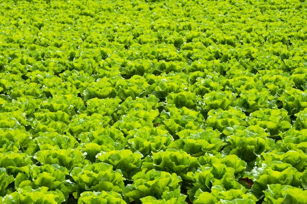 Ecological Products Agro Industry Salad Food Grown Ecologically Clean Soil — Stock Photo, Image