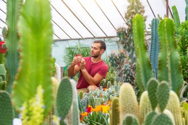 Erkek bahçıvan elinde bir demlik tutuyor ve opuntia microdasys fidelerini inceliyor. Seralarda bitki ve çiçeklere bakmak ve büyümek.