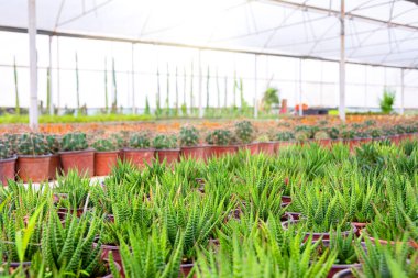 Yeşil haworthia yetiştirilen parti bir serada, diğer sulu arka planda ve kaktüs