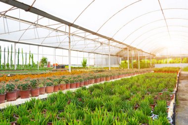 Yeşil haworthia yetiştirilen parti bir serada, diğer sulu arka planda ve kaktüs