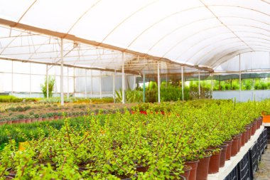 Yeşil portulacaria, diğer sulu ve kaktüslerin arka planına karşı bir serada satılığa çıkarılmış.