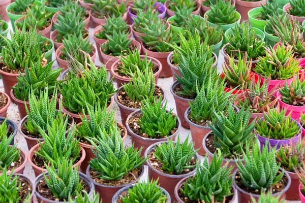 Green Haworthia Grown Batch Set Sale Greenhouse — Stock Photo, Image