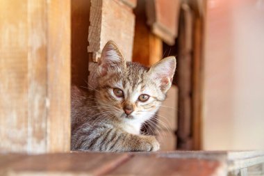 Küçük kedi yavrusu evin girişindeki pencere eşiğinde oturuyor.