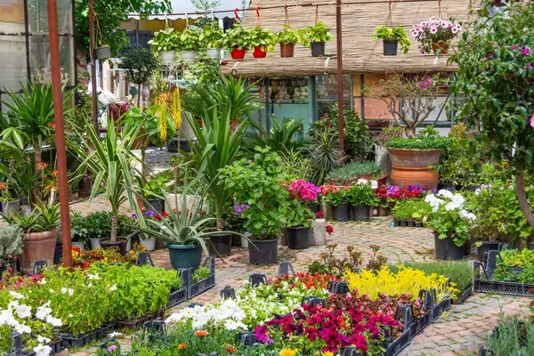 Vista Centro Jardim Com Flores Plantas Folhosas Decorativas Petúnias Calêndulas — Fotografia de Stock