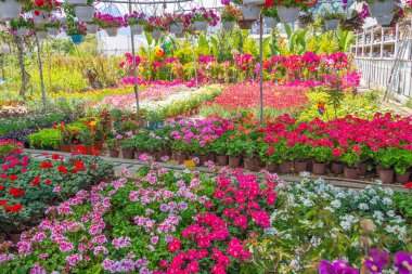 Bir fidanlıkta açık havada bitki yetiştirmek için saksılarda çok çeşitli renkli parlak sardunyalar var.