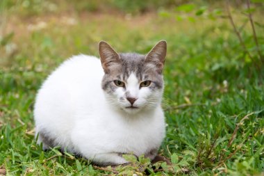 Beyaz benekli kedi çayırda oturuyor..