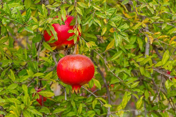 Bright Beautiful Pomegranate Fruits Hang Branches Fruit Platnation Trees — Stock Photo, Image