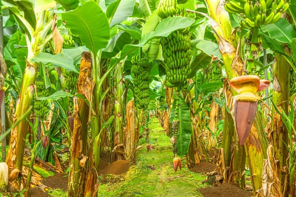 Ripening, unripe green bananas hang in clusters on banana plantations. Industrial scale banana cultivation for worldwide export