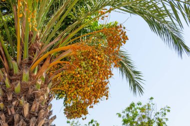Sıcak bir ülkede, olgun hurma ağaçları,