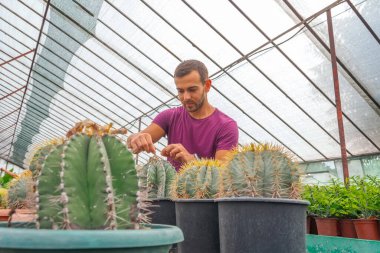Erkek bahçıvan beyaz erkek, elinde kaktüs Astrophytum var. Bir serada bitki ve çiçeklerle ilgilenmek, bitki satmak. sanayi ölçeği.