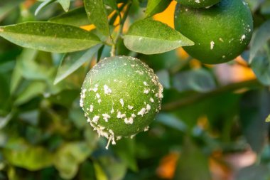 Citrus mealybug, Planococcus citri Hemiptera Pseudococcidae ekonomik açıdan önemli tropikal meyve ağaçları ve süs bitkileri de dahil olmak üzere farklı bitkilerin en tehlikelisidir.