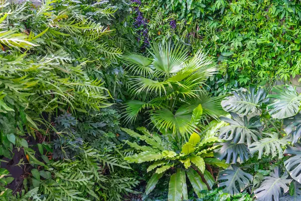 stock image Cluster of various tropical plants, green leaves layout. Nature spring concept