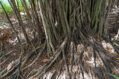 Banyan ağacında asılı banyan kökleri.
