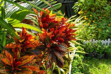 Croton bitkisi, kırmızı ve turuncu renkli kroton bitkisi yaprakları.