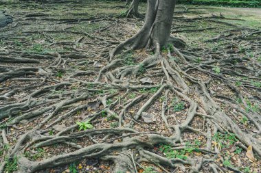 The roots of the ficus tree, which appeared on the ground clipart