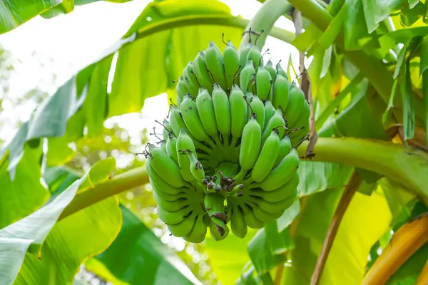 Ripe green bananas hang in clusters on banana plantations. Industrial scale banana cultivation for worldwide export