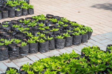 Çiçek fideleri. Çanaklarda bir sürü çiçek, tek kullanımlık plastik poşetler, konteynırlar..