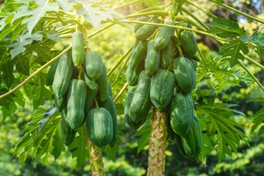 Ağaçta büyük yeşil papaya meyveleri kırmızı saplı yeşil yapraklı papayalar..