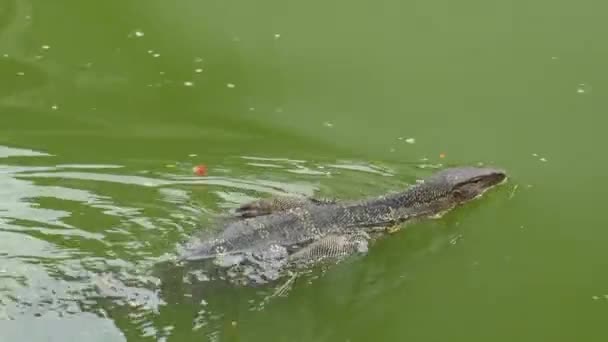 Monitor Ještěrka Plave Rybníku Městském Parku Thajsku — Stock video