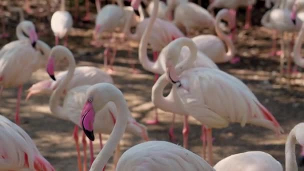 Flera Flamingo Fåglar Flockas Närbild Hals Och Huvud — Stockvideo