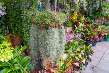 Tillandsia bir hindistan cevizi ve bir orkideyi bir bahçe pazarının tezgahında kompozisyonda kullanır.