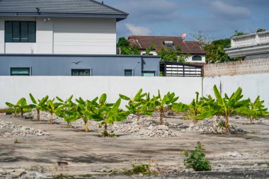 Yaprakların üzerinde çiy damlaları olan muz musa mahsulü yetiştirmek. Genç muz fideleri çimento arasındaki atık bir alana dikilmiş..