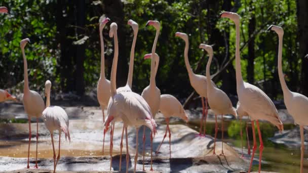 Несколько Птиц Фламинго Танцуют Питаются Стаей Птиц Фламинго Поворачивая Головы — стоковое видео