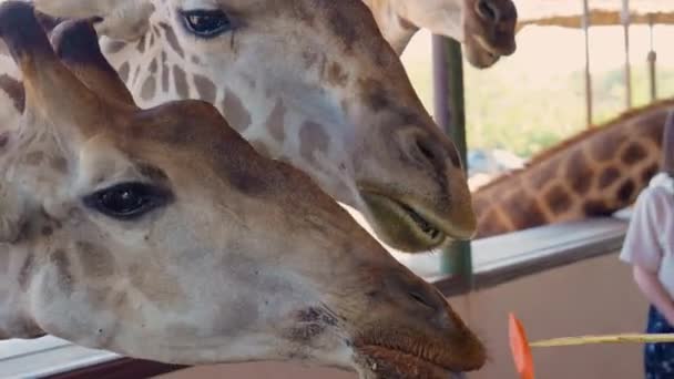 Żyrafa Jedząca Marchewkę Ręki Turysty Zoo — Wideo stockowe