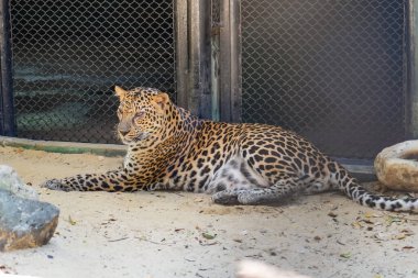 Leopar vahşi kedi hayvanat bahçesinde.