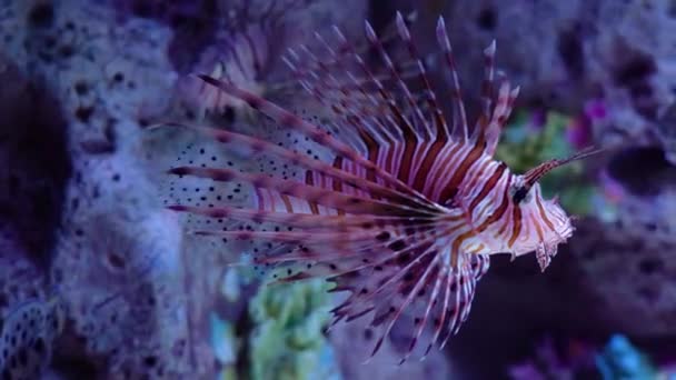 Volitan Common Lionfish Akuarium Laut — Stok Video