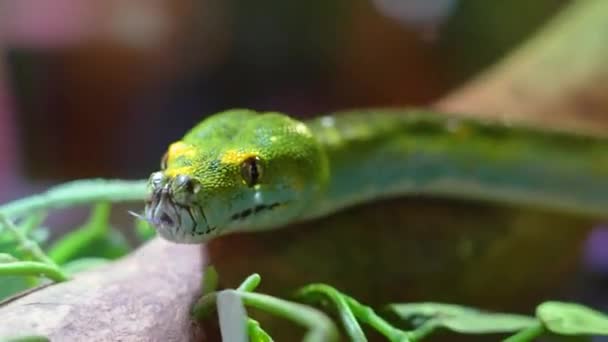 Πράσινο Φίδι Σέρνεται Ένα Κλαδί Από Κοντά — Αρχείο Βίντεο