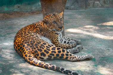 Leopar vahşi kedi hayvanat bahçesinde.