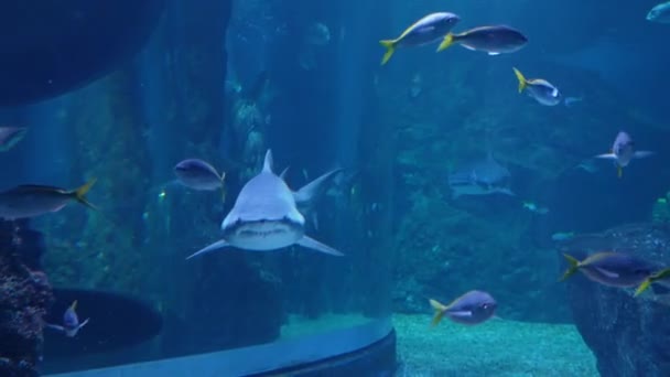 Страшная Акула Острыми Зубами Торчащими Изо Рта Подводного Мира — стоковое видео