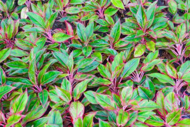 Kırmızı aglaonema yaprakları yeşil kenarlı, yapraklı. Doğal doğal taze doku.