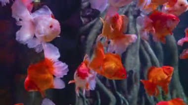 Büyük bir akvaryumdaki büyük balık sürüsü beyaz benekler..