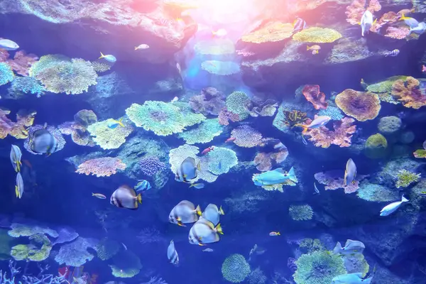 Underwater world. Coral reef and fishes sea coral reefs creatures in a huge aquarium